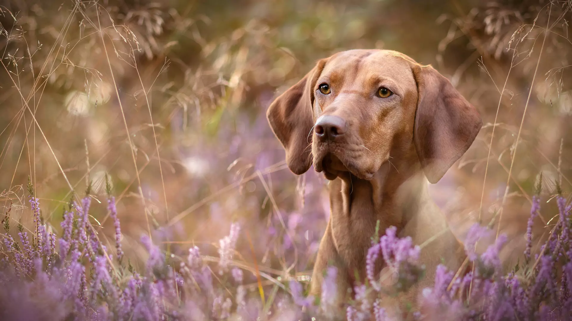 Erwachsener Hund