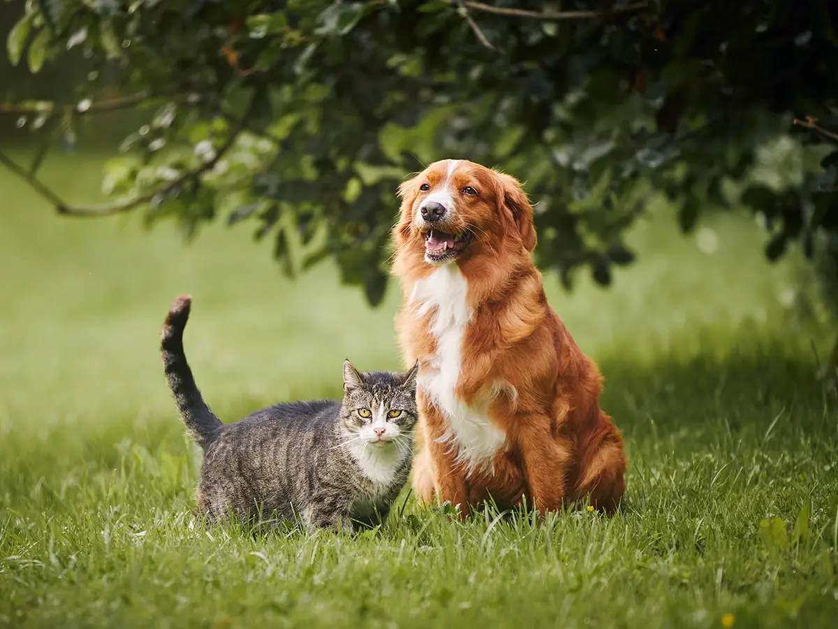 Hund und Katze im Park